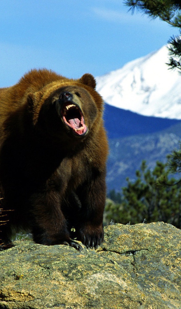 Злой медведь