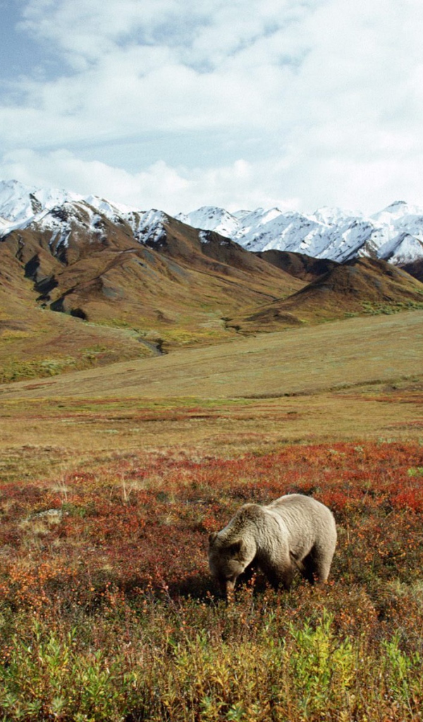 Медведь в поле