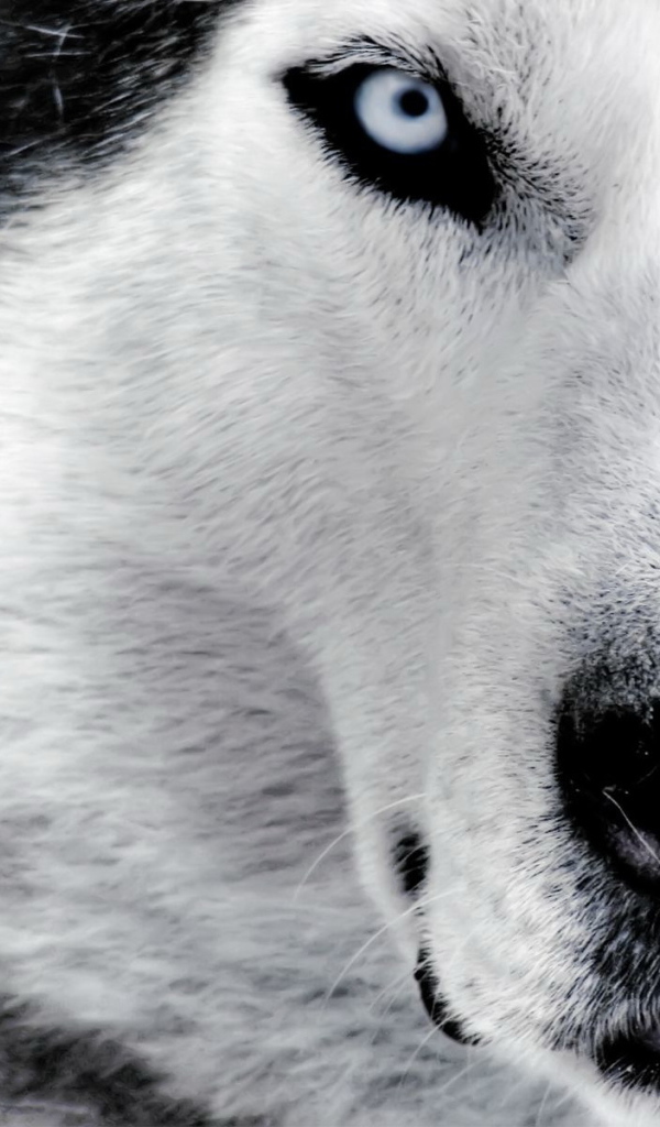 Красивый волк