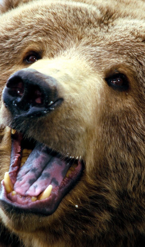 Большой медведь