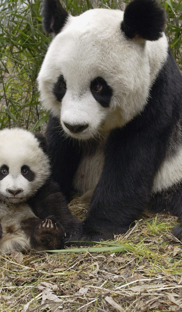 Большие панды