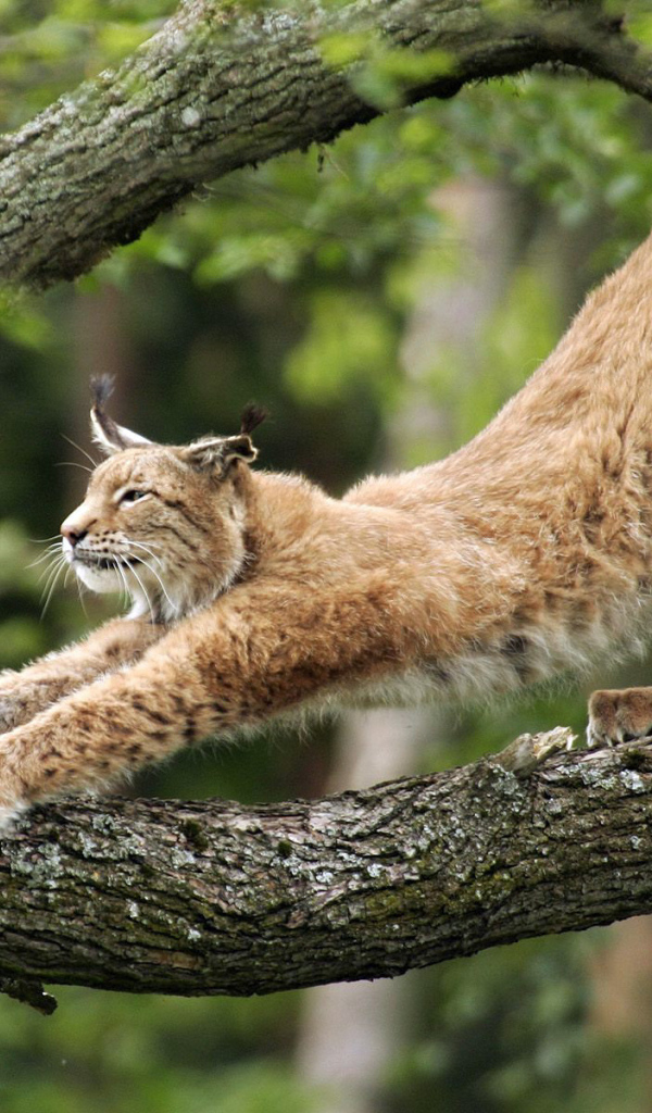 Большая кошка