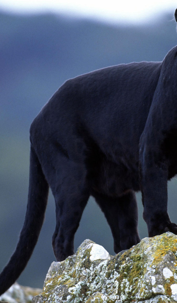 Черная пантера