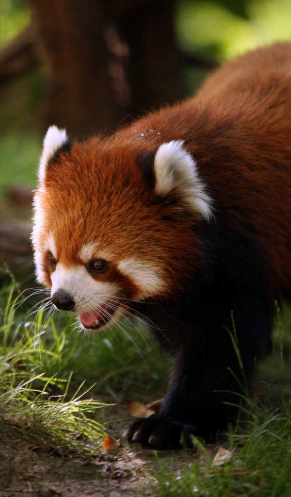 Пушистый зверь