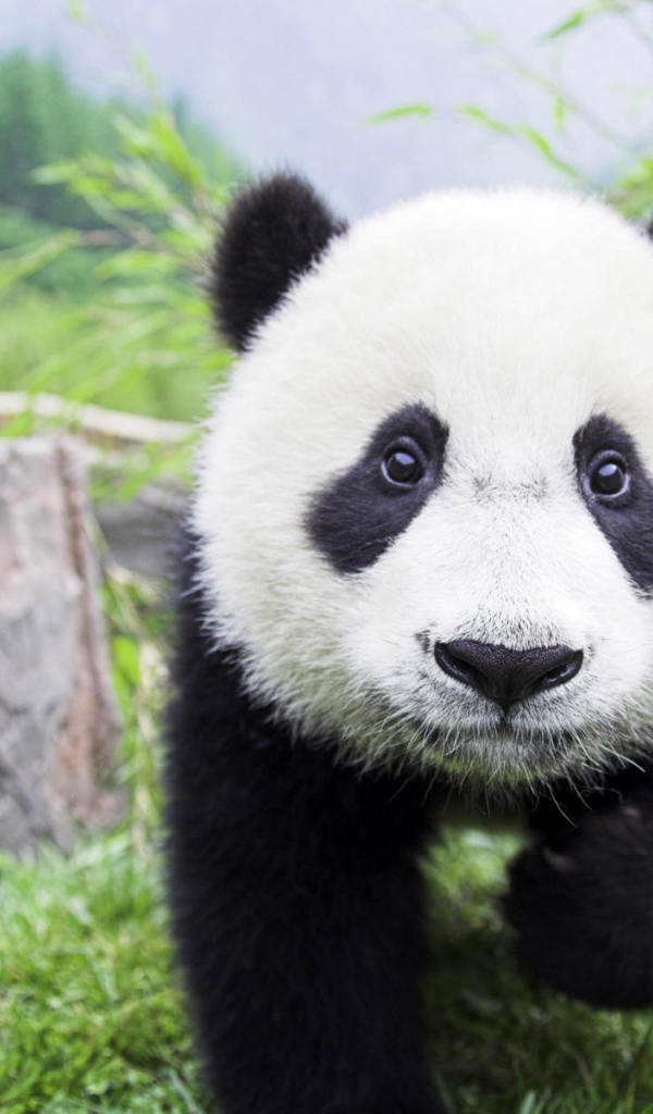 Забавная панда