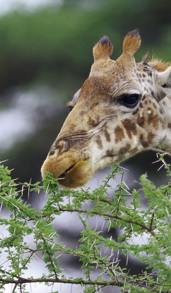 Смешные жирафы