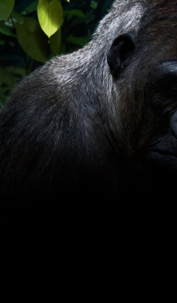 Горилла