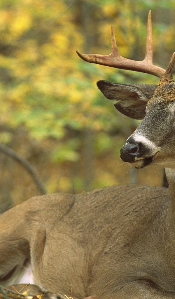 Сезон охоты