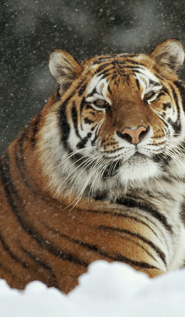 Важный тигр