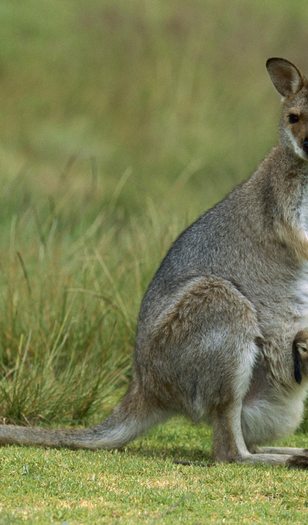 Кенгуру и детеныш