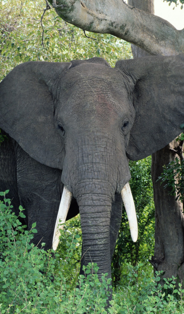 Большой Африканский слон