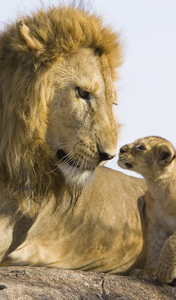 Лев и детеныш