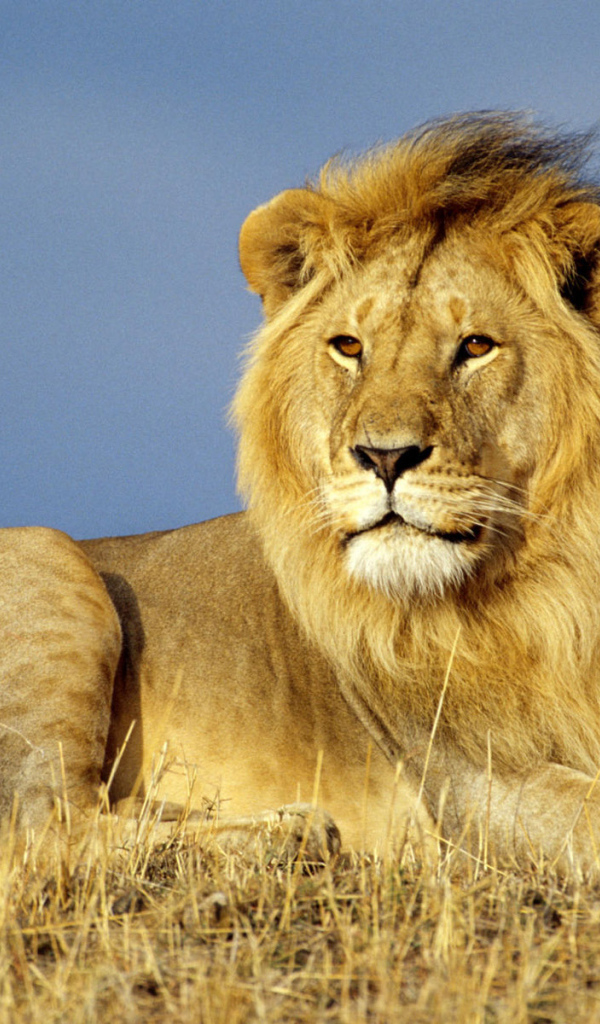 Лев Царь зверей