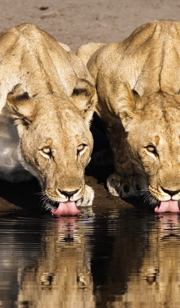 Львицы на водопое