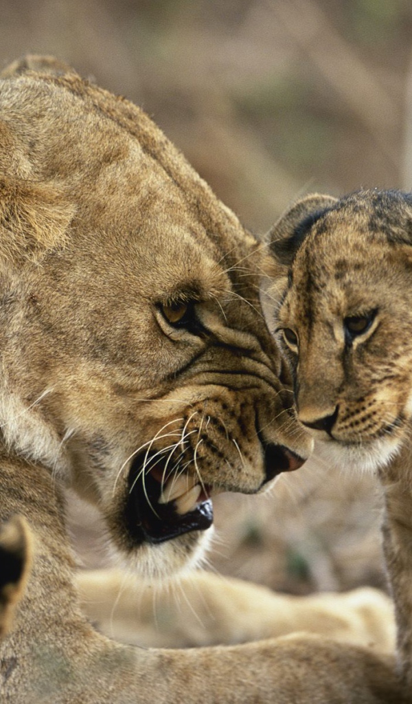 Львица с детенышами