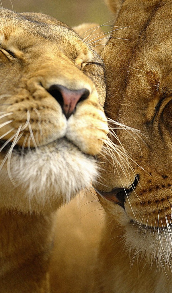 Большие кошки