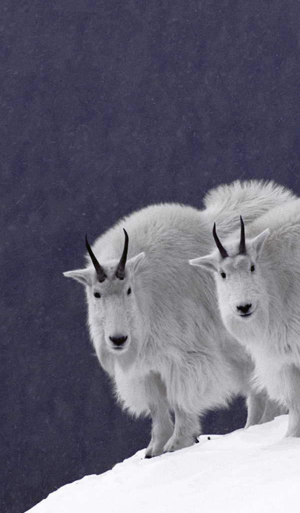 Горные козлы