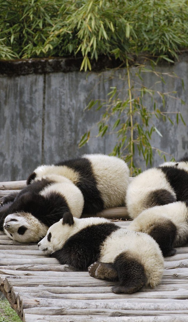 панды