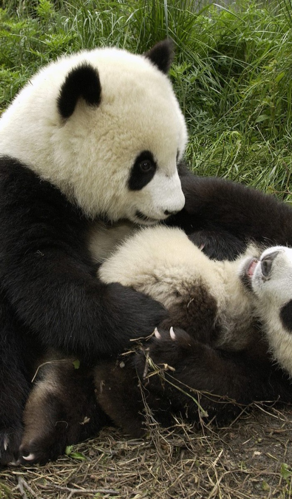 Игривые панды