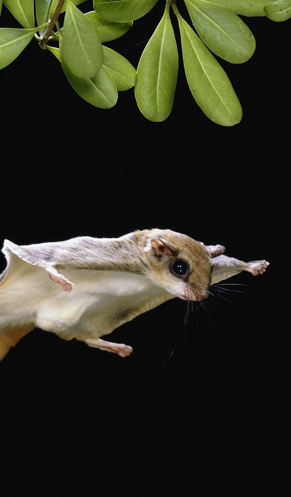 Белка-летяга