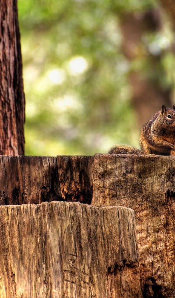 Белка на пеньке