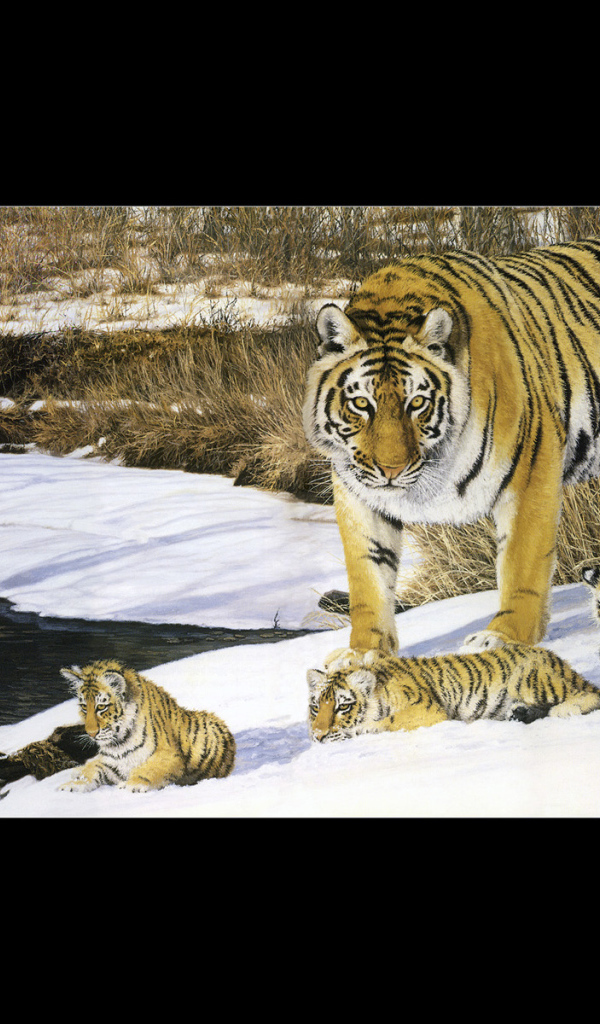 Полосатые тигры