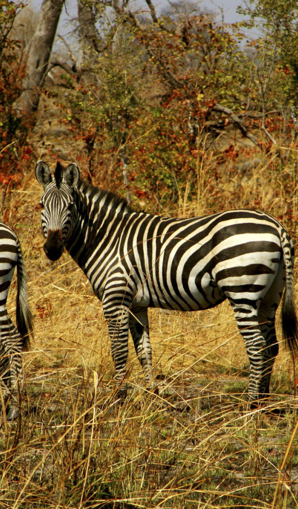 Семейство зебр