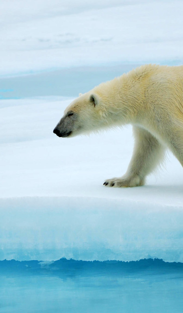 Красивый Белый медведь
