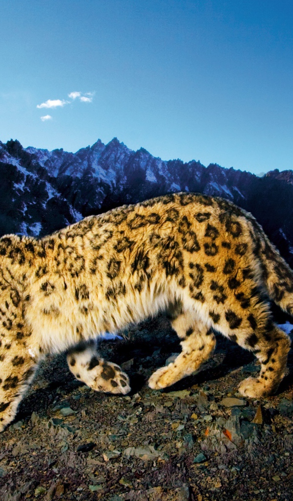 Горный тигр