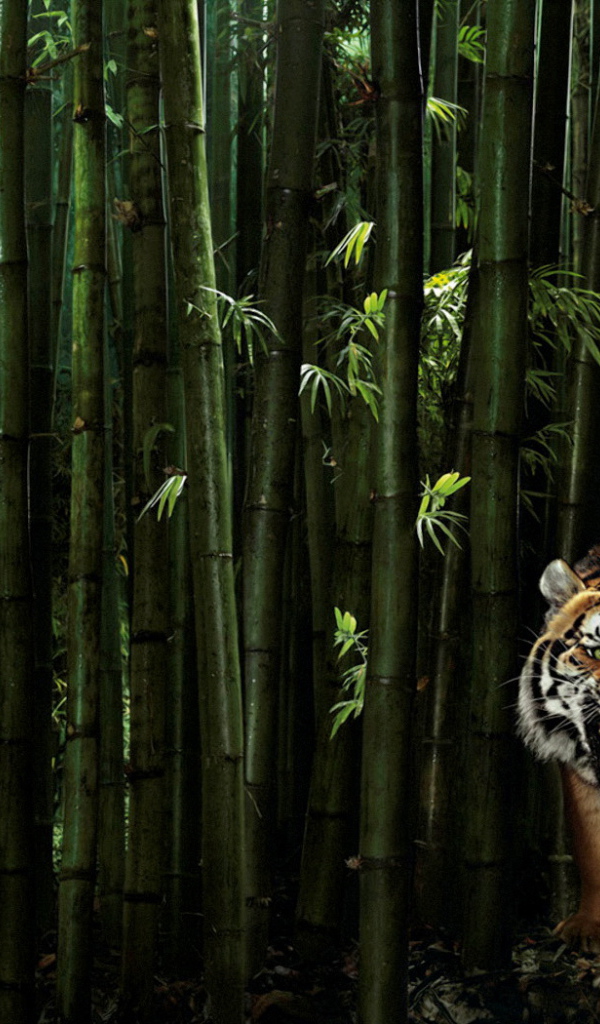 Тигр в бамбуковом лесу