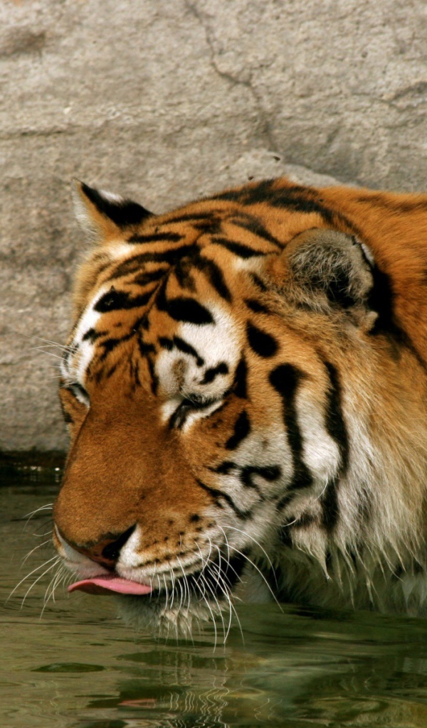 Тигр в воде