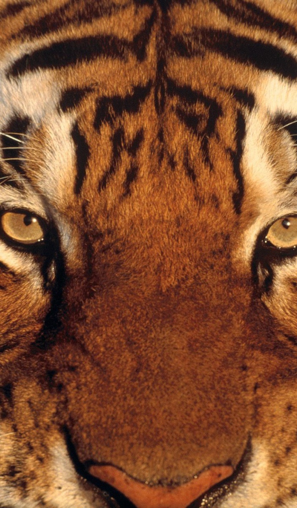 Тигриная морда
