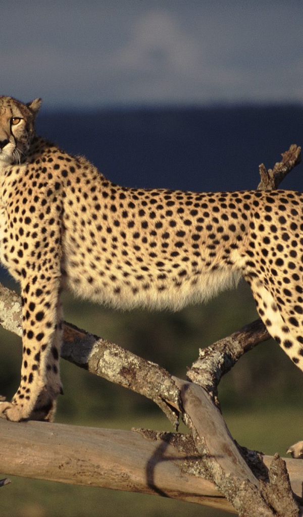 Пятнистый гепард