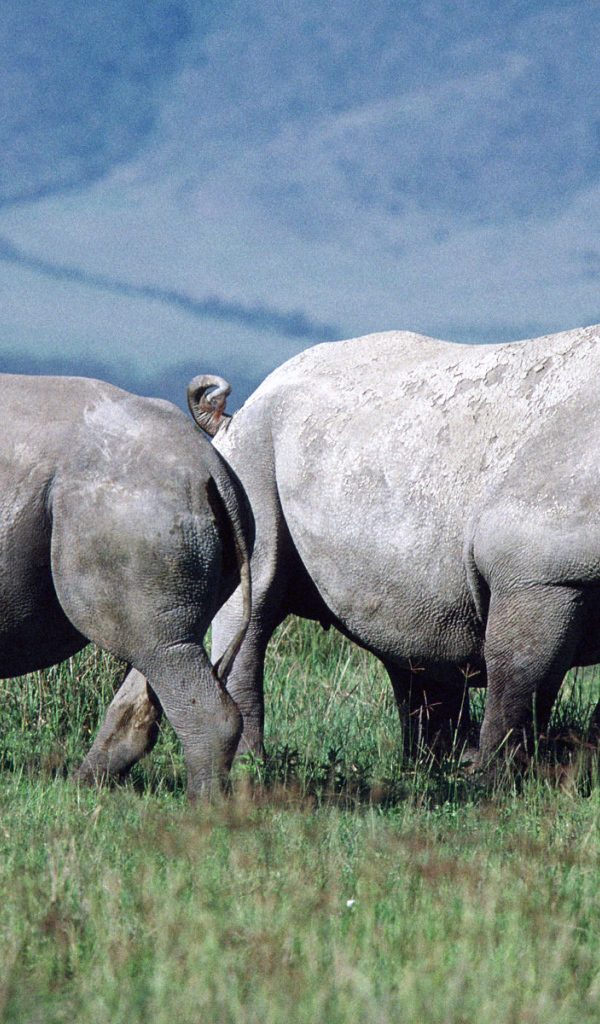 Парочка носорогов