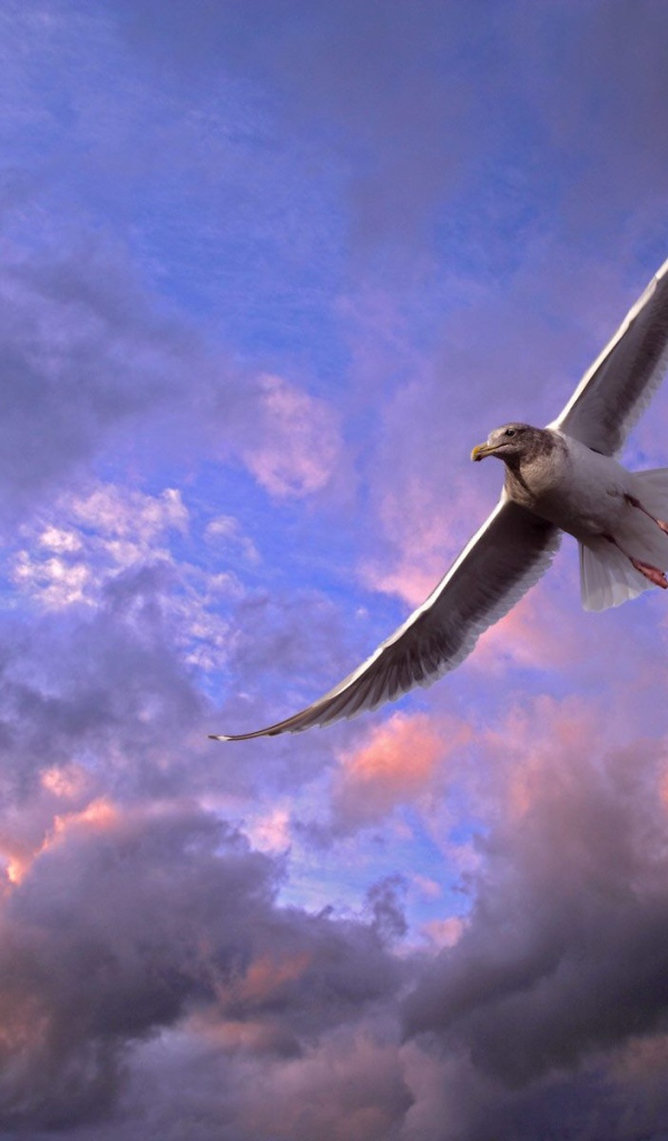 Птица в небе