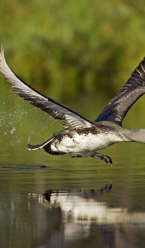 Птица бегущая по воде