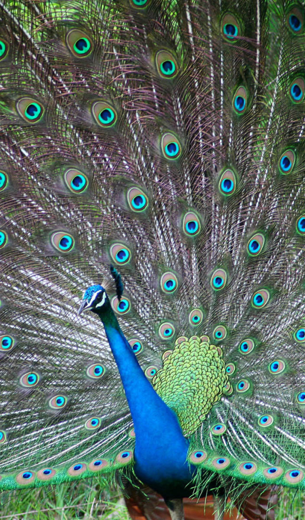 Красивый павлин