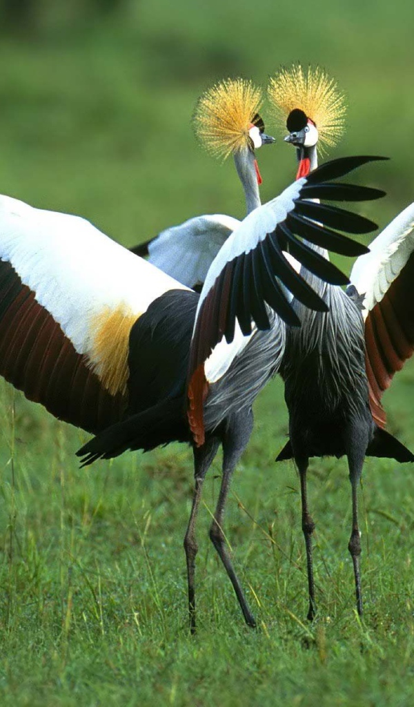 Птичья драка