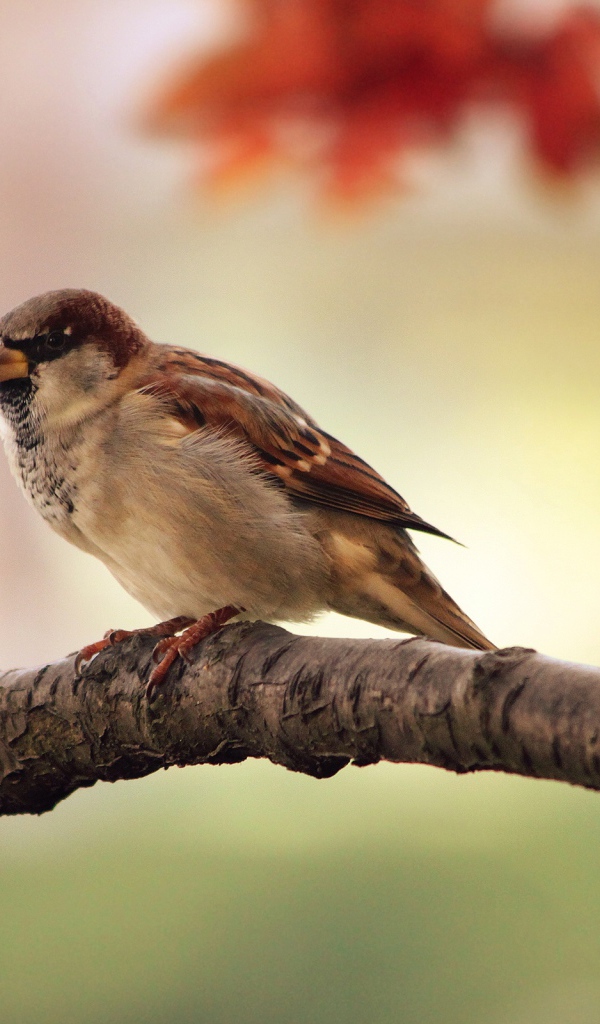 Птица на ветке