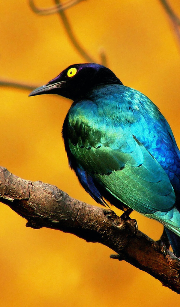 Голубая птица