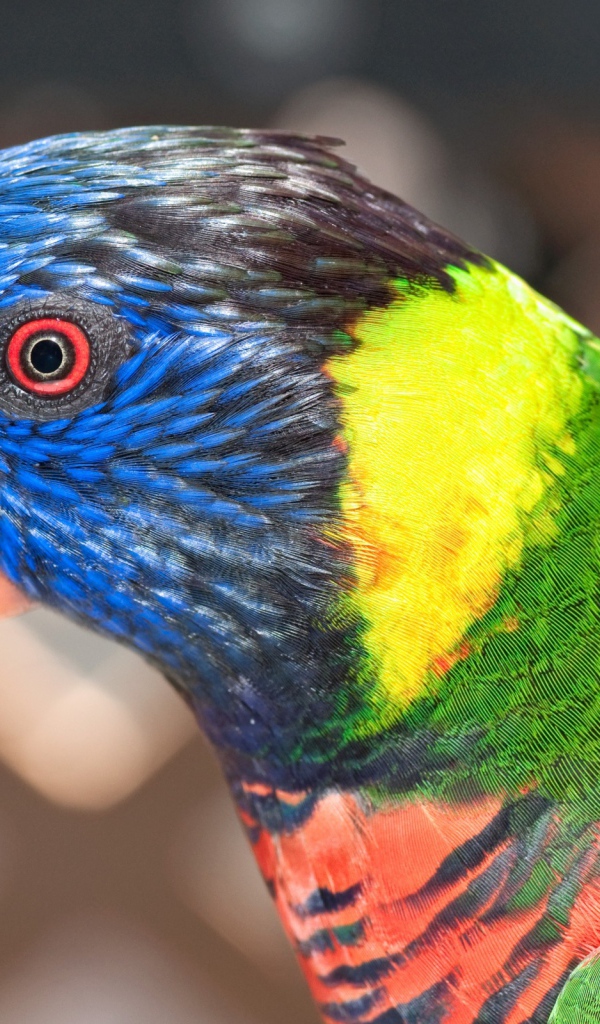 Красочный попугай