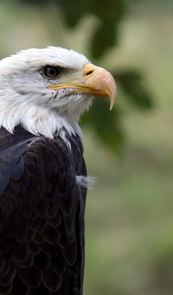 Орел птица гордая