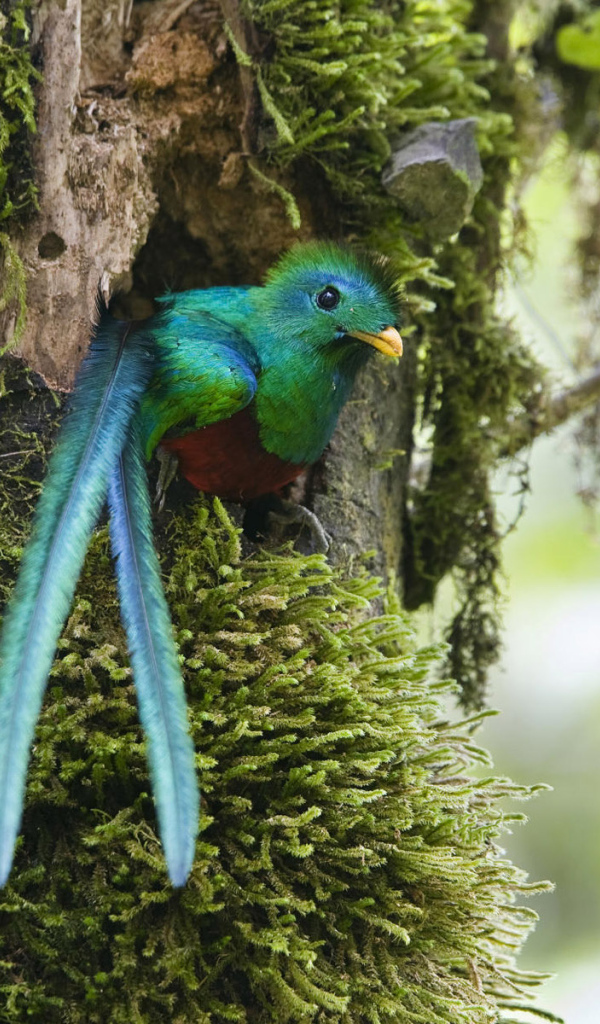 Чудо в перьях