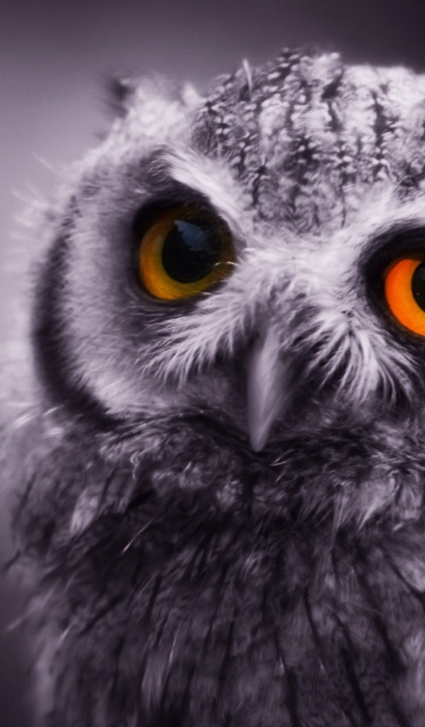 Ночная сова