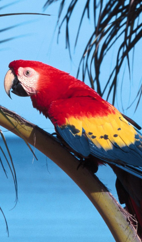 Попугай Scarlet Macaw