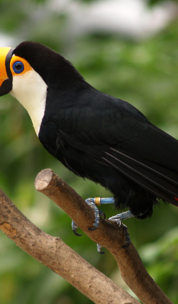 Попугай из тропиков