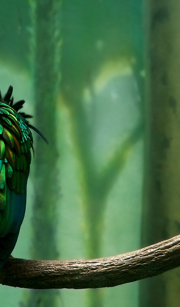 Попугай на ветке