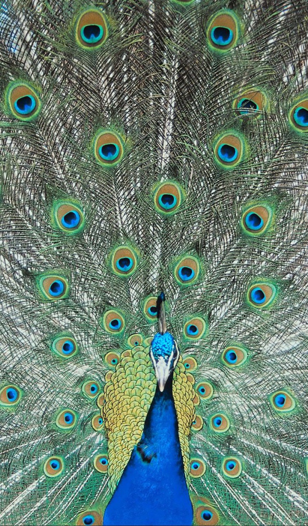 Перья павлина