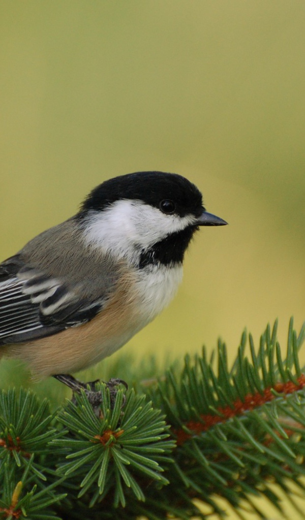 Маленькая птичка на ветке