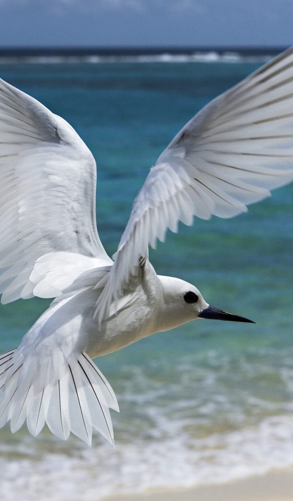 Белая птица